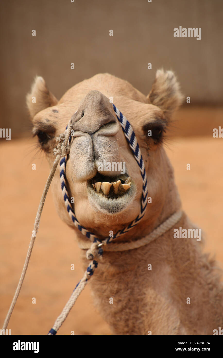 In prossimità della testa di un cammello che ha un simpatico ma lateralmente o wonky sorriso e cattivo denti, Abu Dhabi, negli Emirati Arabi Uniti. Foto Stock