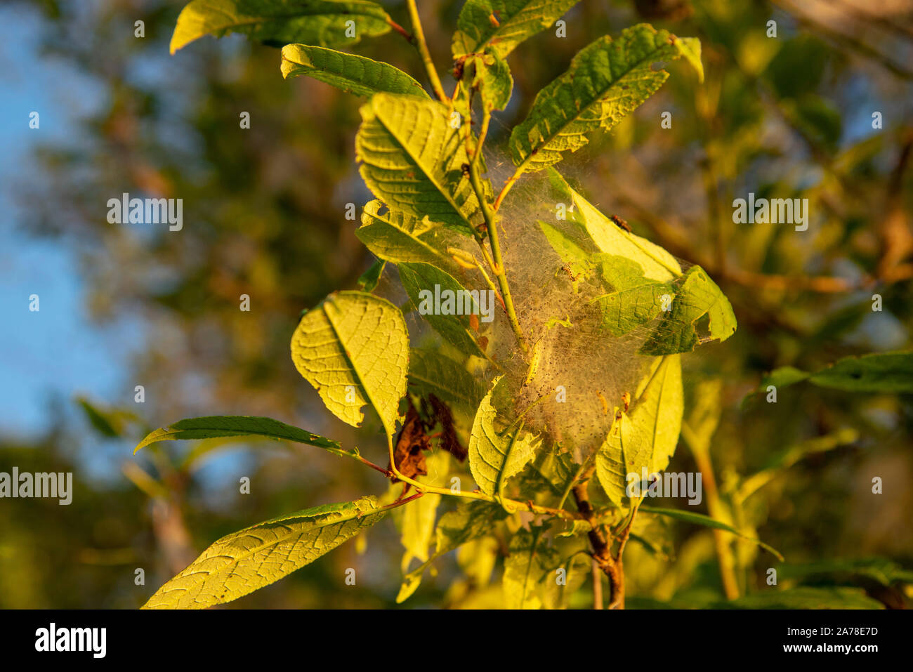 Il ramo di un albero ciliegio impigliata con un web.danneggiato dalla tarma. Foto Stock