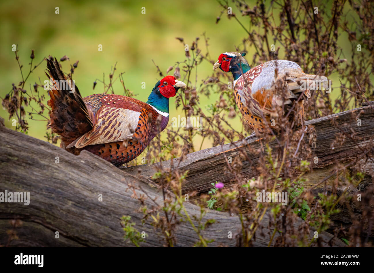 Alcuni animali selvatici in Yorkshire - cervi e fagiani Foto Stock