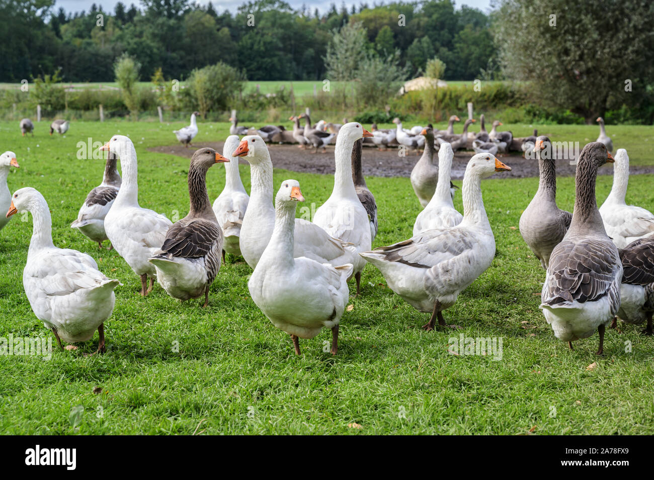 Le oche sul free-range pascolo di una azienda agricola biologica, concetto di animali per specie-opportuno mantenere, messa a fuoco selezionata Foto Stock