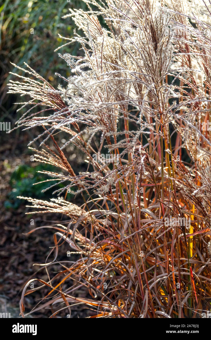 Miscanthus Ferner Osten Miscanthus Autumn Grasses Argento erba cinese Miscanthus sinensis Ferner Osten nano Fanciulla erba Eulalia Zebra Grass Garden Foto Stock