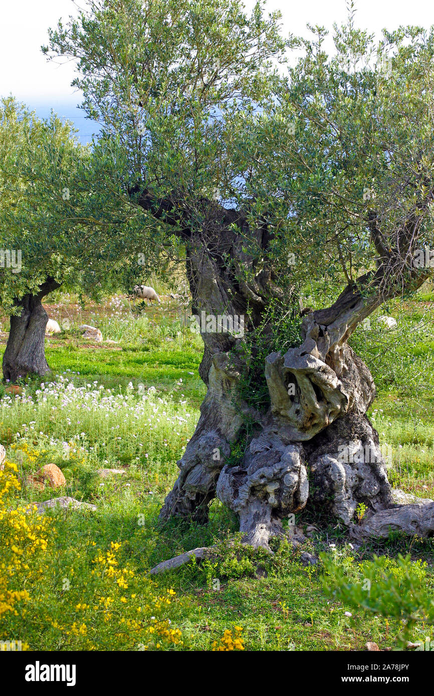 Vecchio Olivo (Olea europaea) a Deia, Maiorca, isole Baleari, Spagna Foto Stock