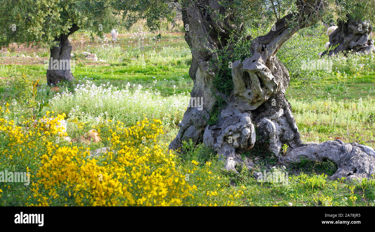 Vecchio Olivo (Olea europaea) a Deia, Maiorca, isole Baleari, Spagna Foto Stock