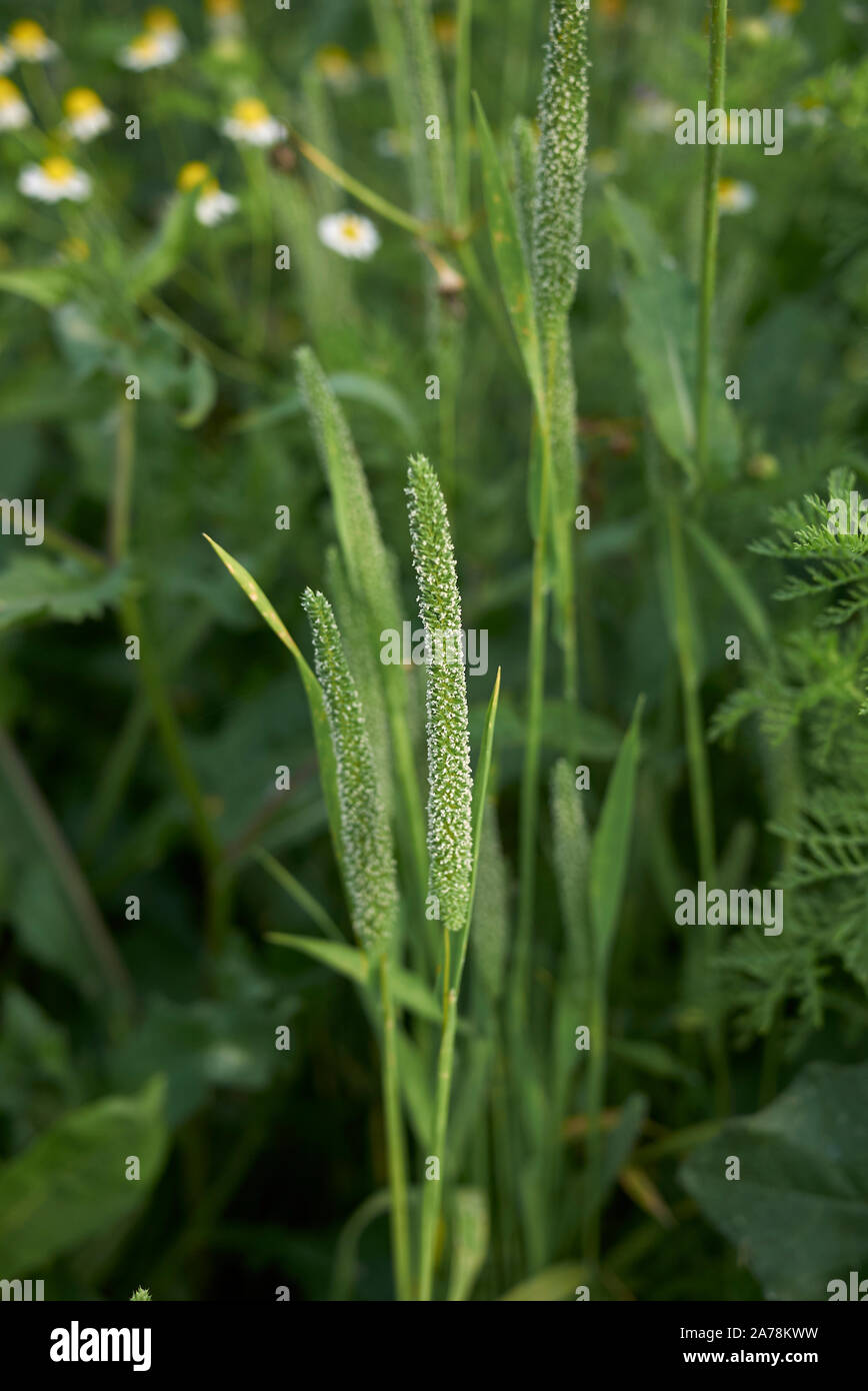 Phleum pratense erba in fiore Foto Stock