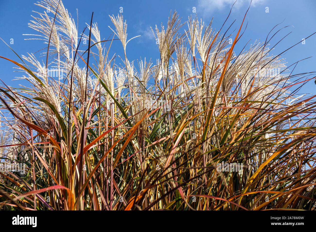 Miscanthus sinensis 'Positano' erba di Maiden Miscanthus Eulalia cinese di Silvergrass, steli, Foliage, Plumes in ottobre Foto Stock