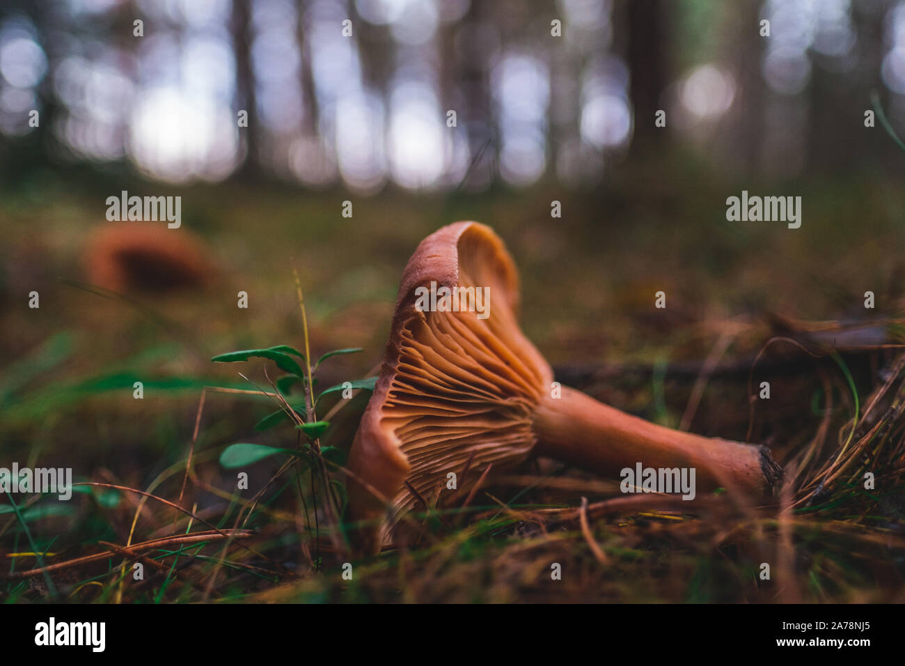 Chanterelle posa sul suolo della foresta circondato da alberi e erba (macro/close-up) Foto Stock