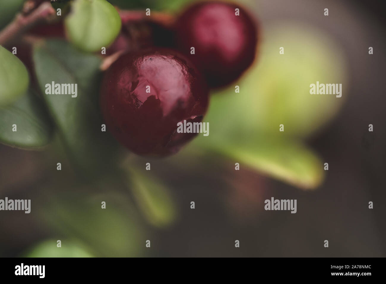 Lingon berry in autunno (foto macro) con la riflessione sulla superficie rossa Foto Stock