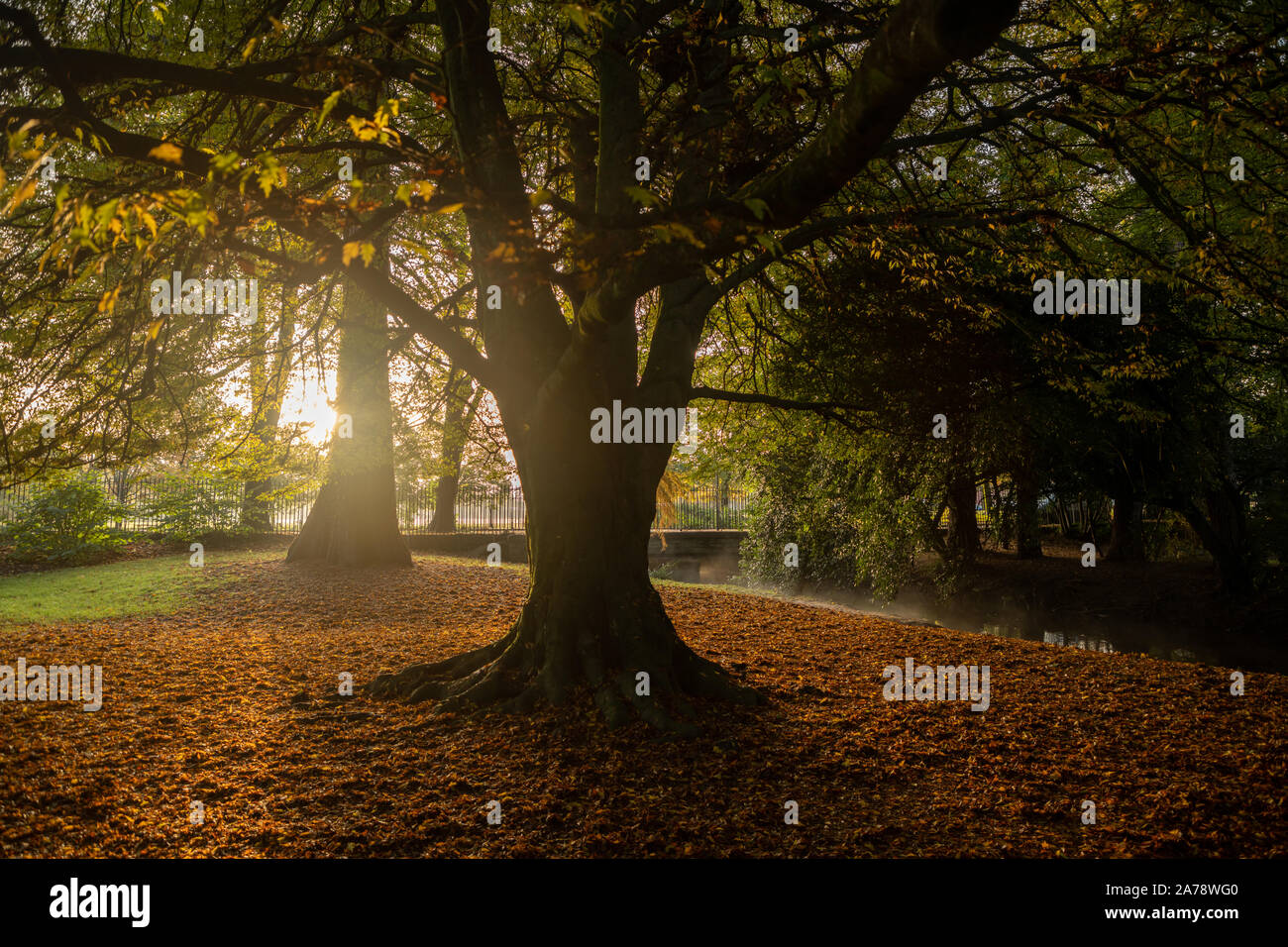 Colori autunnali, Roath Park, Roath, Cardiff, Galles, UK. Foto Stock