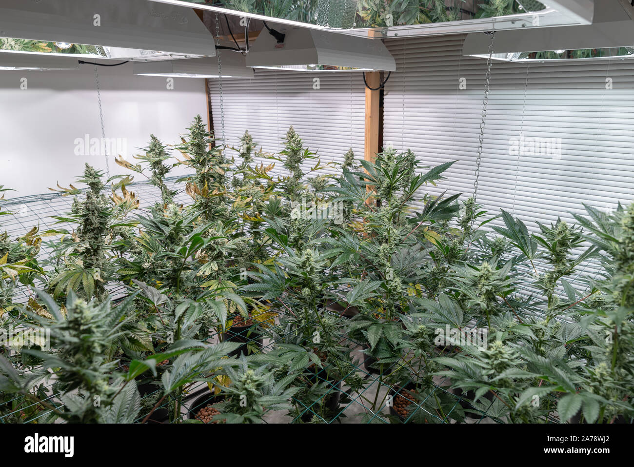 Mariuana Grow-Op Foto Stock
