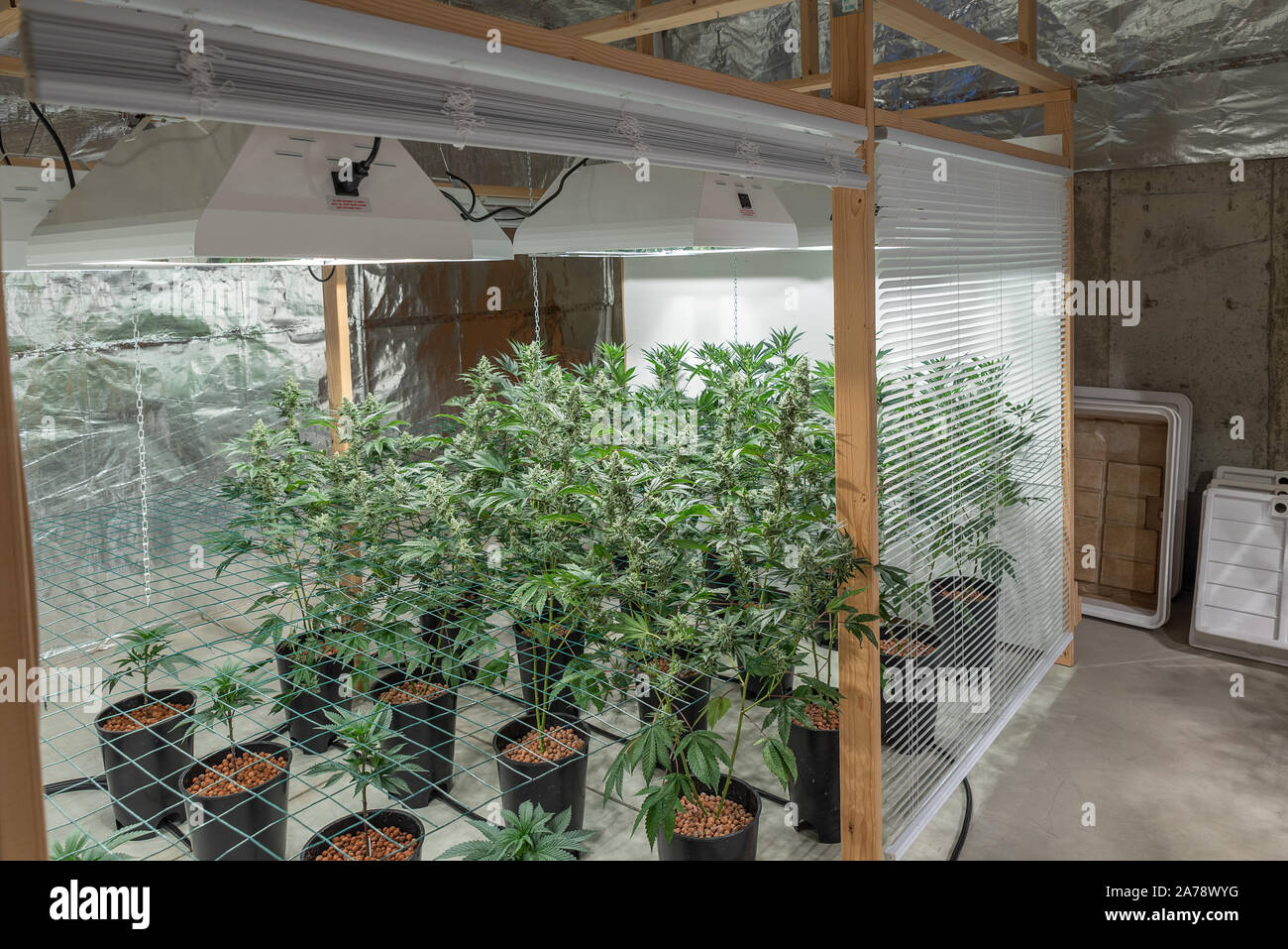 Mariuana Grow-Op Foto Stock