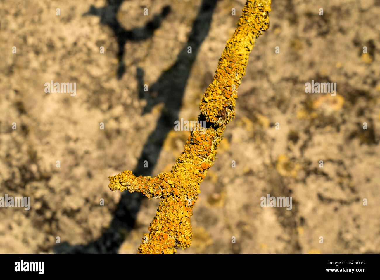 I licheni su un ramo di fronte a un vecchio muro Foto Stock