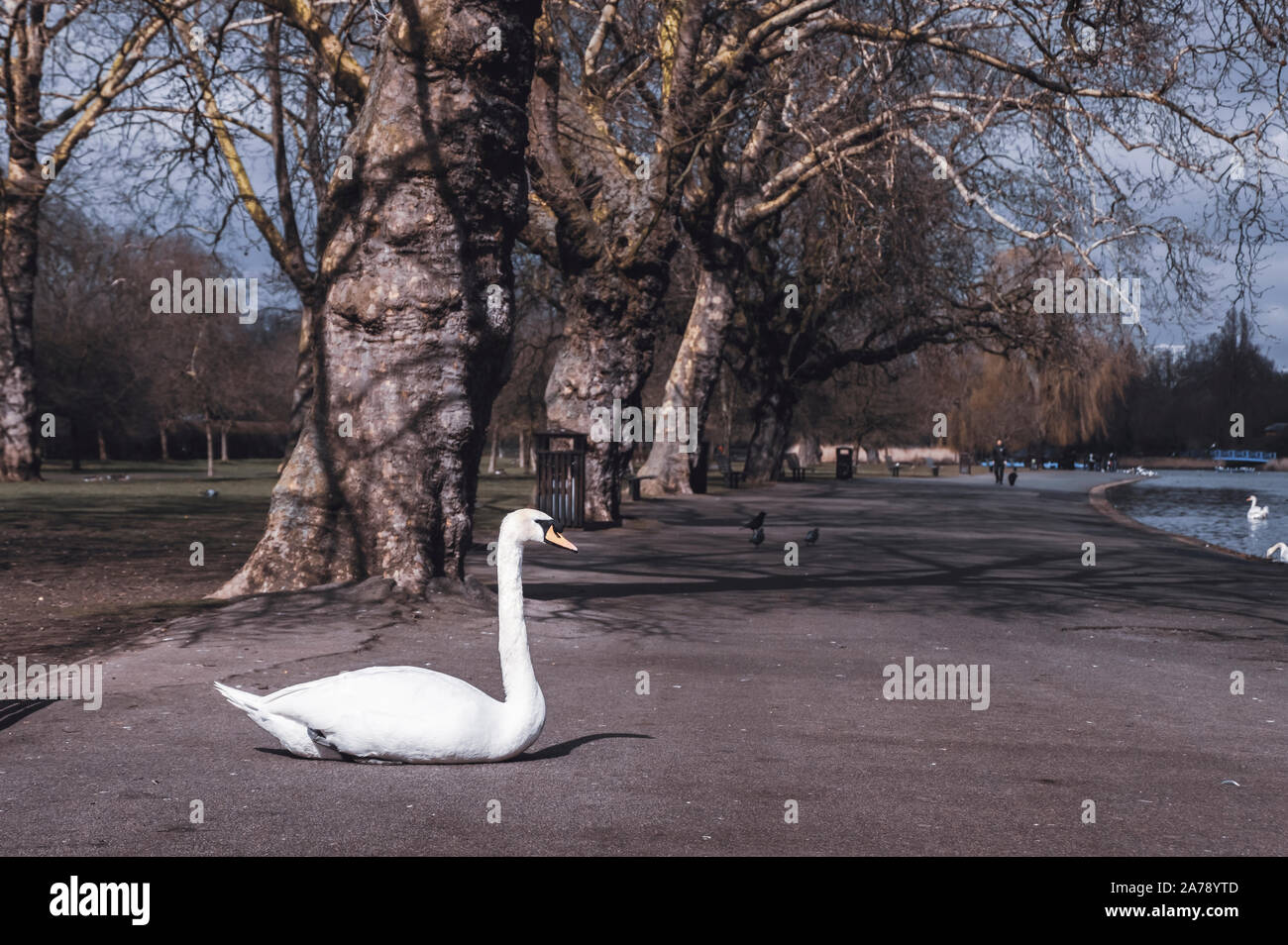 Swan seduta sul marciapiede in Regent's Park di Londra, in un pomeriggio soleggiato. Foto Stock