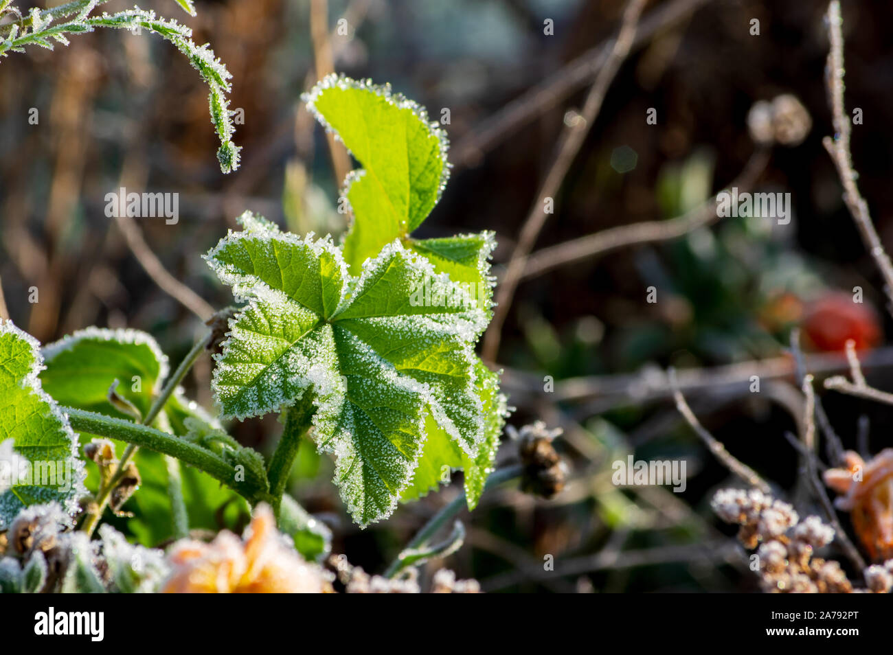 I cristalli di ghiaccio della trasformata per forte gradiente Brina sulle foglie congelate di primo ottobre frost nella calda luce del mattino Foto Stock