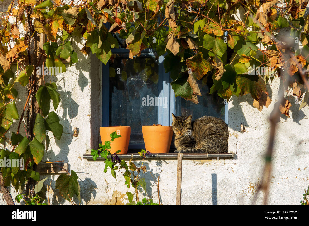 Il gatto domestico seduto accanto a due vasi di fiori su un davanzale di una calce bianco lavato cottage e finestra blu incorniciato da vigna con autunno piante in Foto Stock