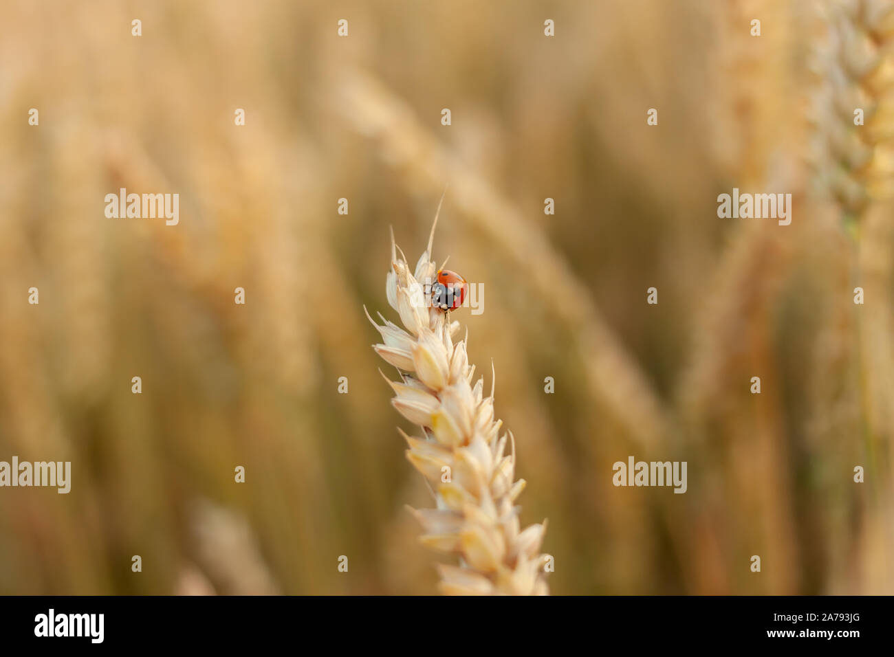 Wheat Giallo bellissimo campo con closeup spikelet con coccinella Foto Stock