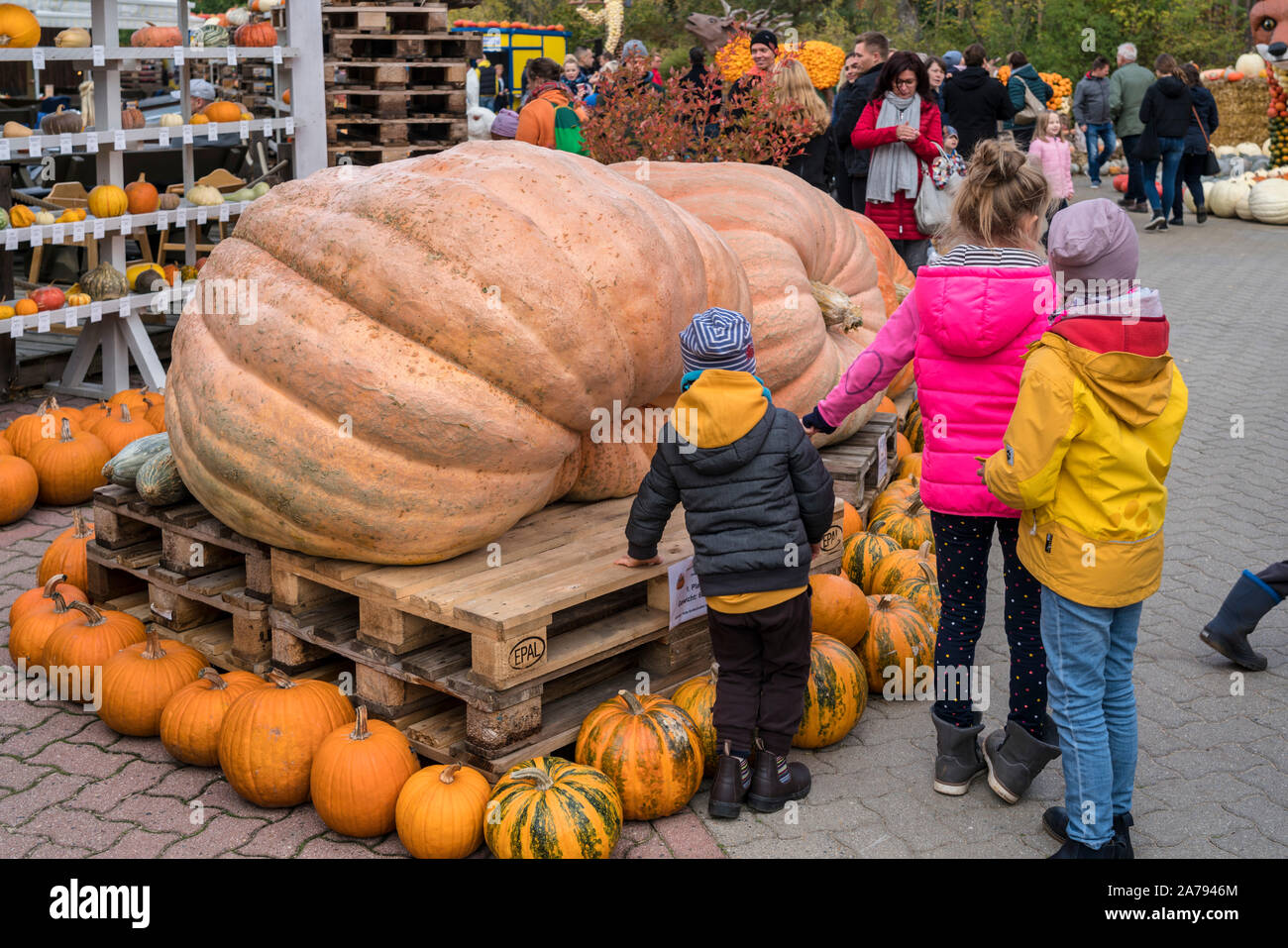 Zucca festival, Klaistow, Brandeburgo | Kürbisausstellung auf dem Spargelhof Klaistow, Erlebnisbauerhof, Potsdam-Mittelmark Foto Stock