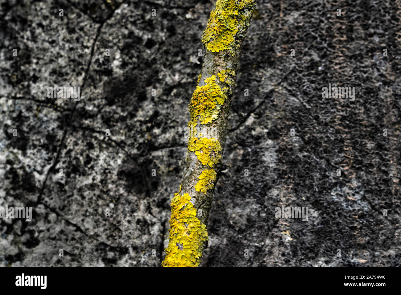 I licheni su un ramo di fronte a un vecchio muro Foto Stock