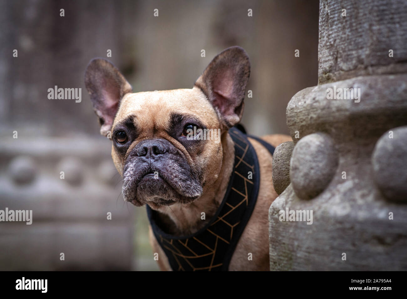 Ritratto di bella fawn bulldog francese cane con maschera nera tra antiche colonne di pietra Foto Stock