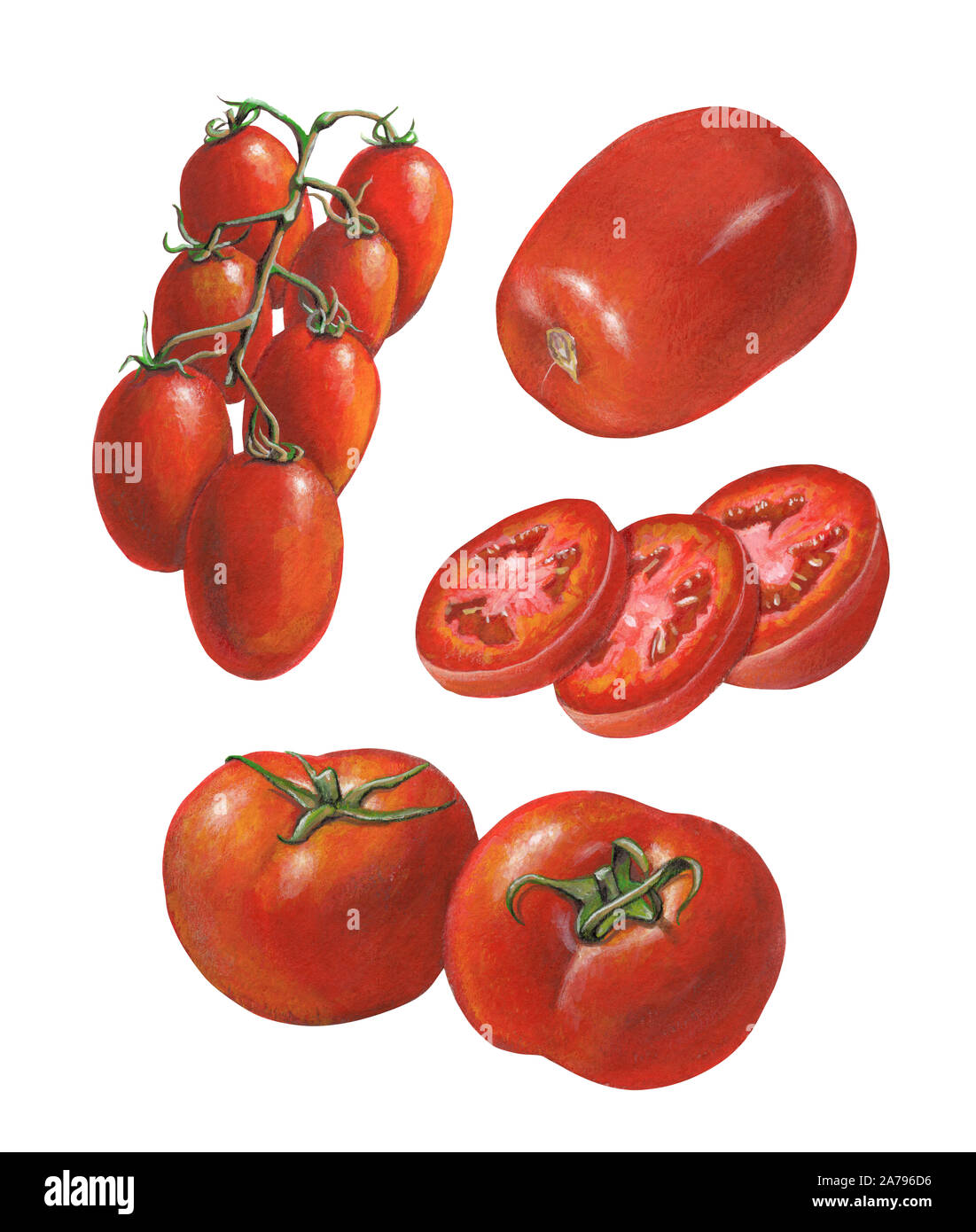 Alcune varietà di pomodoro. Mixed media illustrazione su carta. Foto Stock