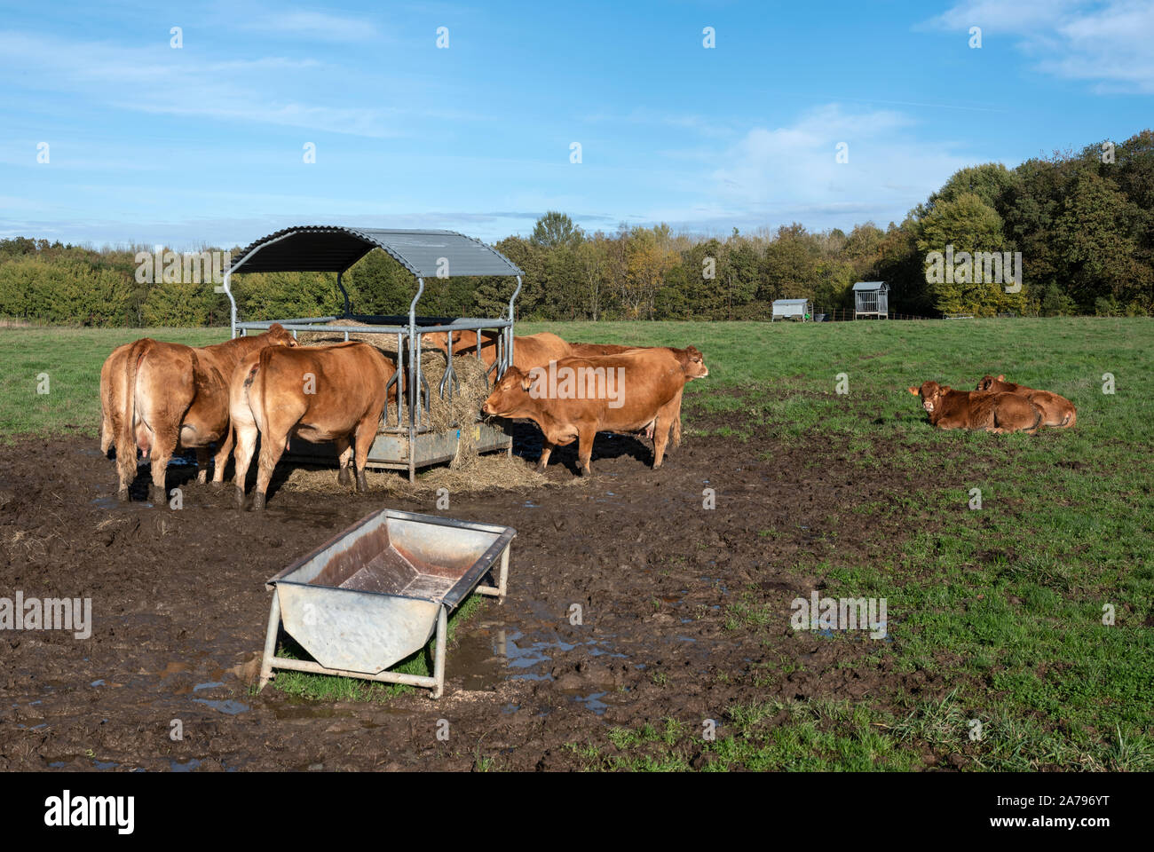 Limousine vacche e croste si nutrono di fieno nel prato sul Luxemburg campagna Foto Stock