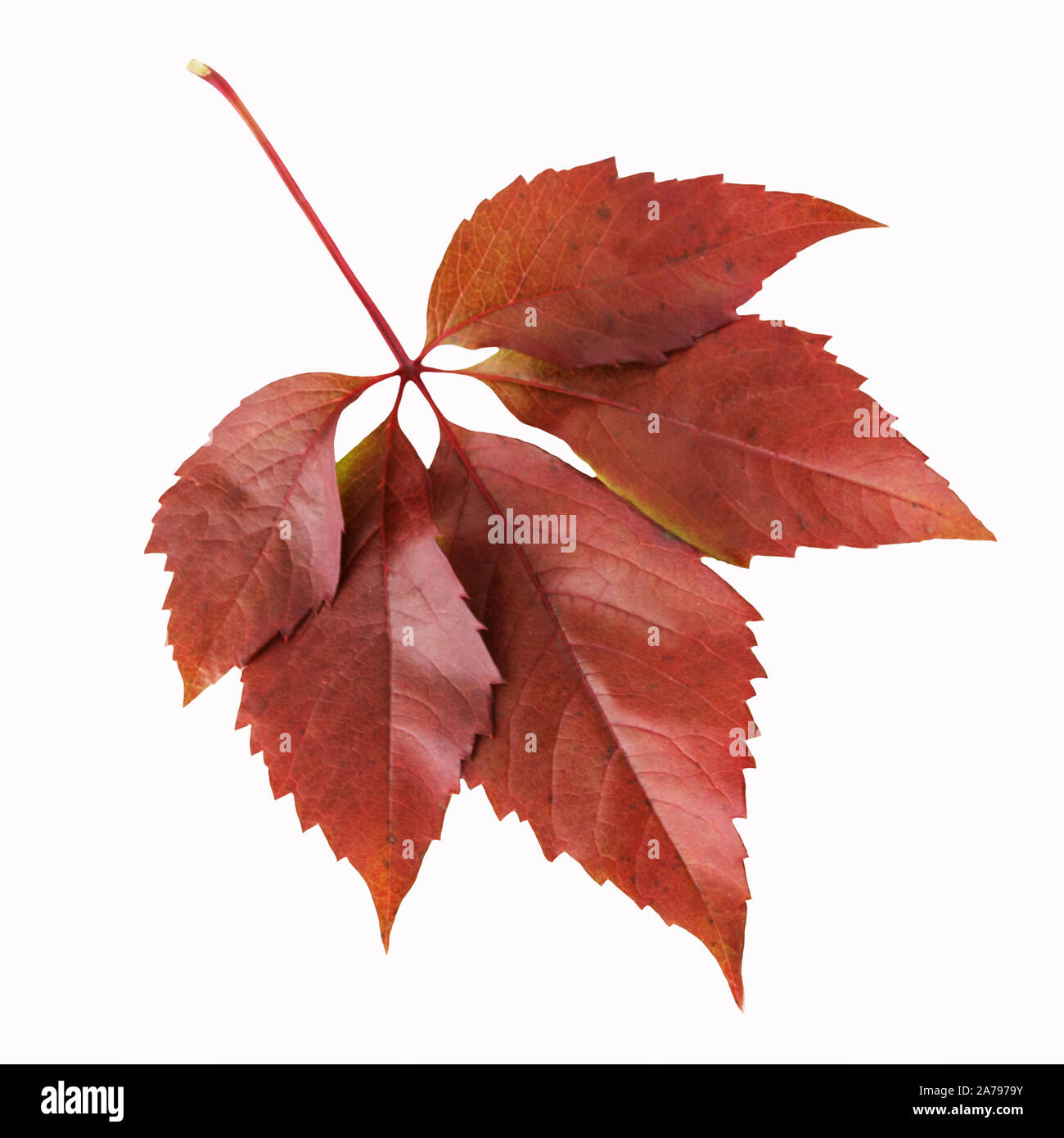 Foglie di autunno contro uno sfondo bianco Foto Stock