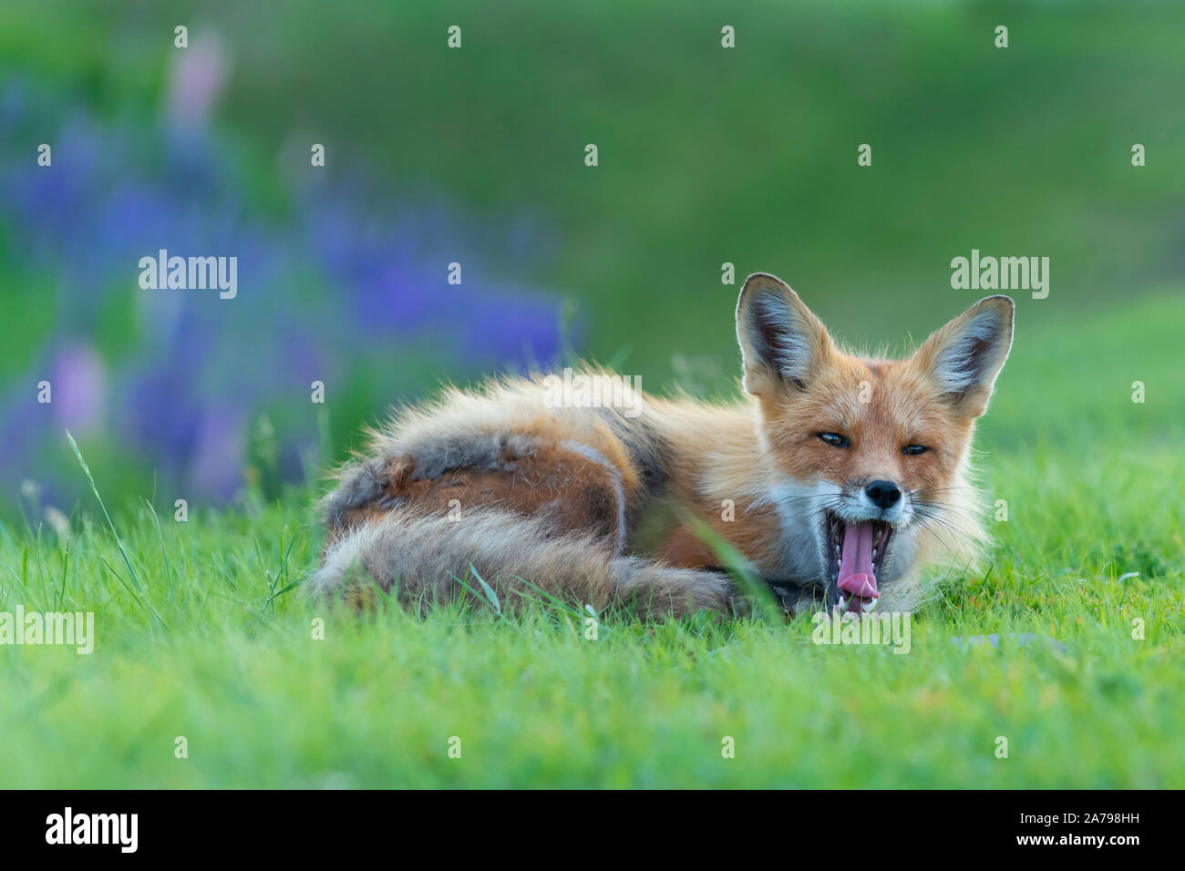 Americano rosso volpe (Vulpes vulpes), sbadigli, Nord America, di Dominique Braud/Dembinsky Foto Assoc Foto Stock