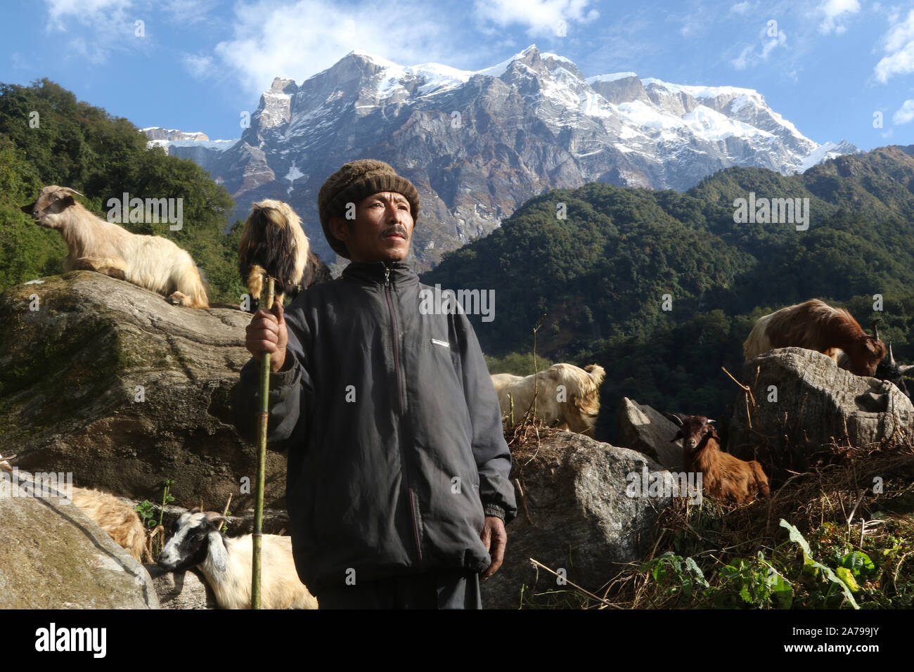 Ritratto di una capra Nepalese herder, regione di Annapurna, Nepal Foto Stock