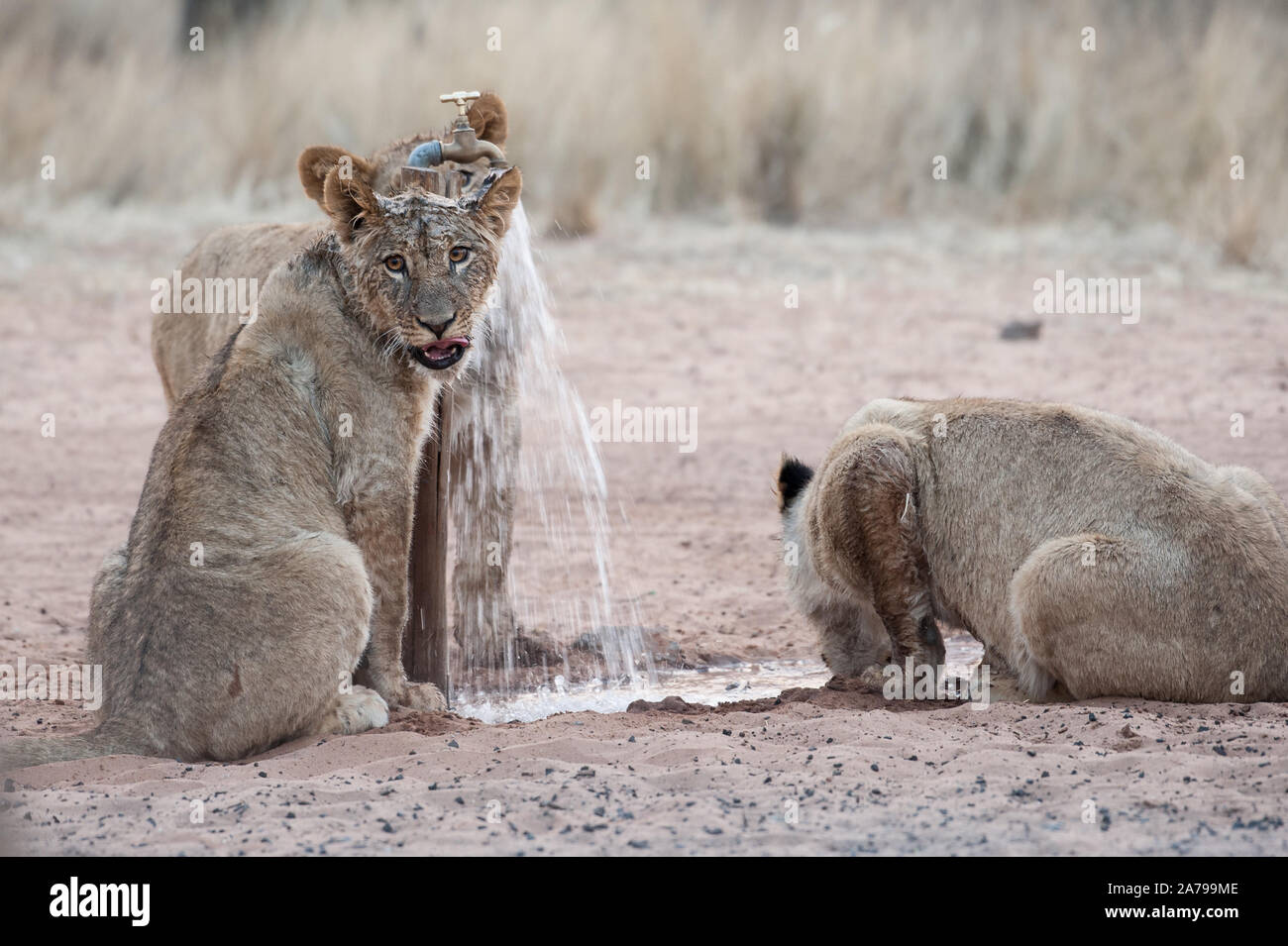 Orgoglio dei Leoni di mattina molto presto i giochi di luce con rubinetto di acqua a Mabuasehube Game Reserve (Mpayathuthlwa pan), Botswana Foto Stock