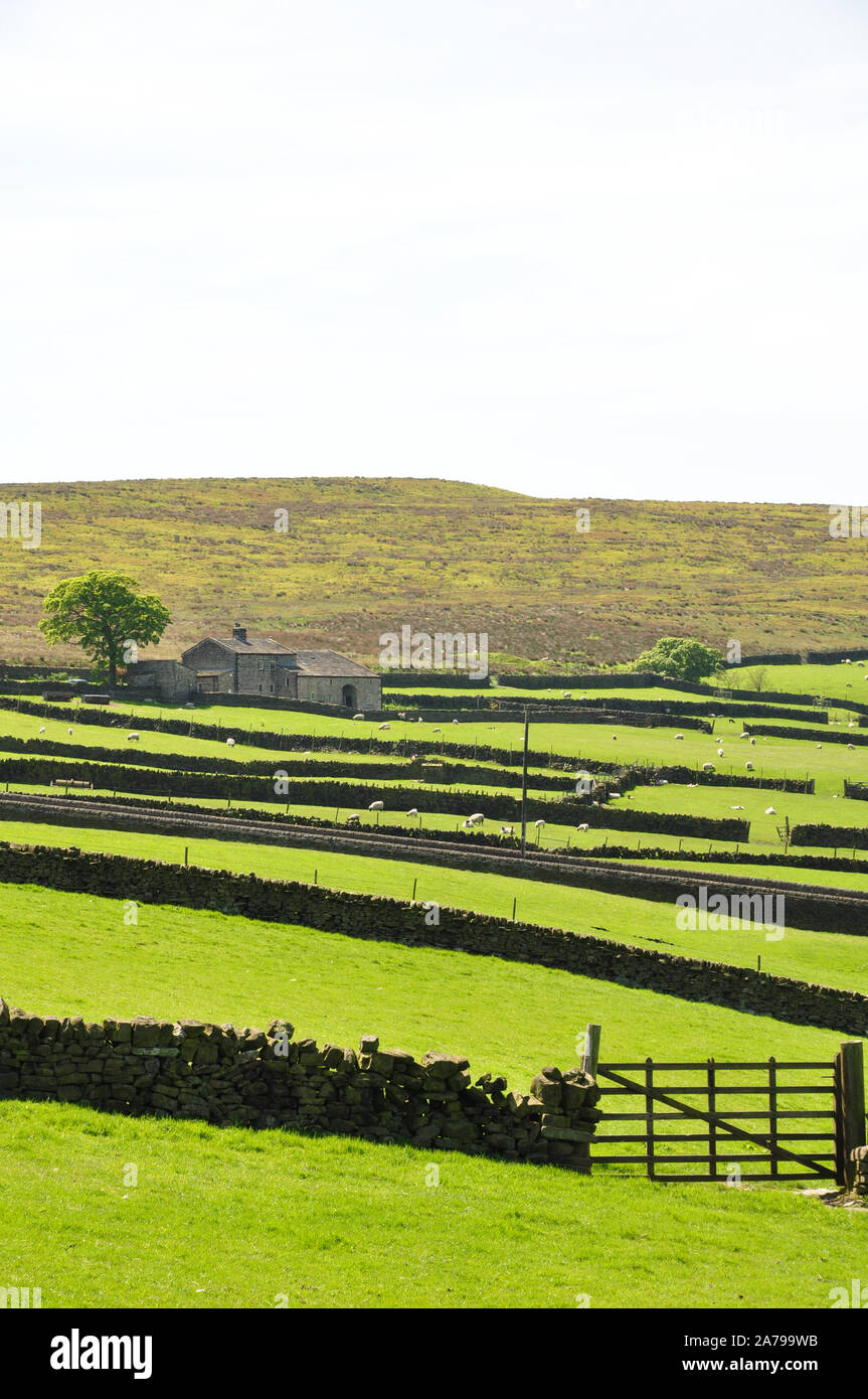 Campi estivi e la brughiera sopra Haworth , Bronte Country Foto Stock