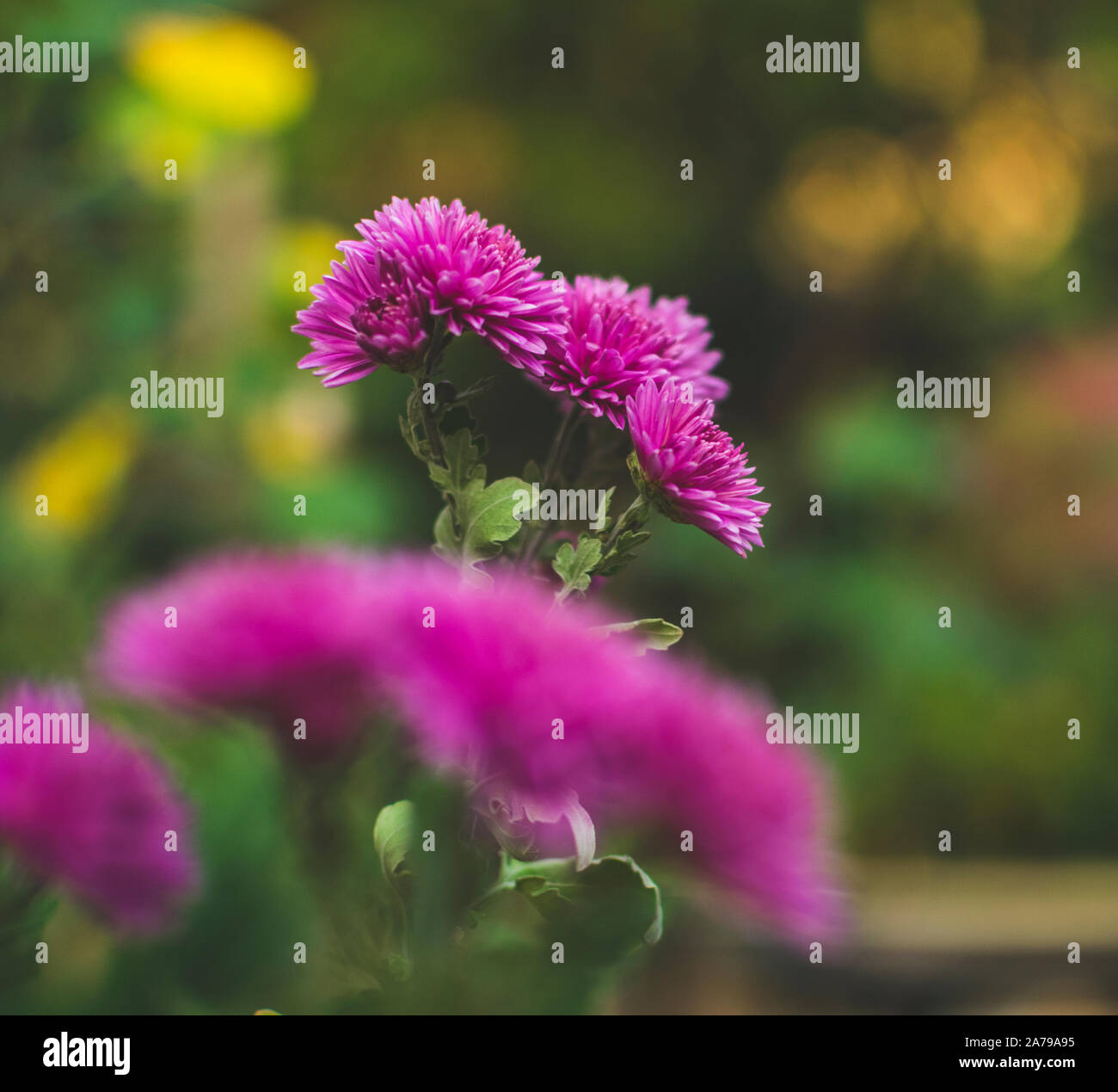 Bella ed elegante di fiori di colore rosa nel giardino estivo. Messa a fuoco selettiva. Foto Stock