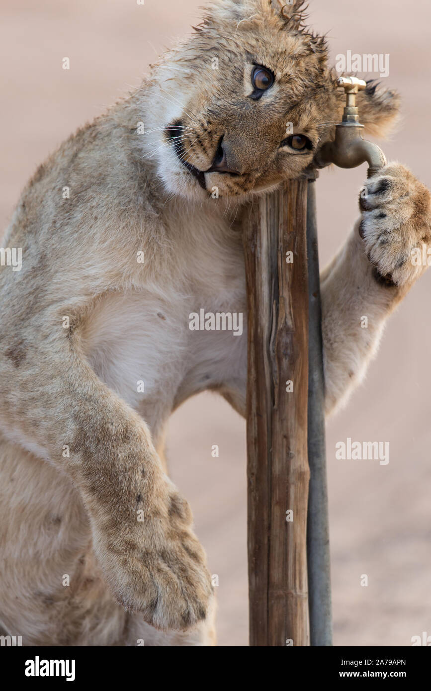 Orgoglio dei Leoni di mattina molto presto i giochi di luce con rubinetto di acqua a Mabuasehube Game Reserve (Mpayathuthlwa pan), Botswana Foto Stock