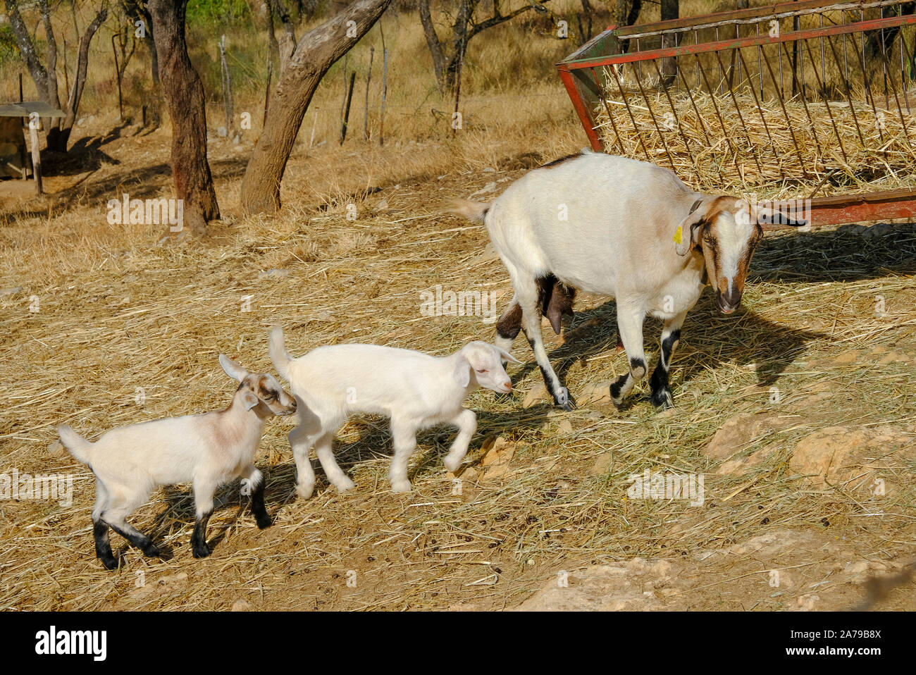 Madre capra e bambini in un piccolo recinto vicino alla città di Carcabuey, Sierra Subbetica, Provincia di Cordoba, Andalusia, Spagna Foto Stock