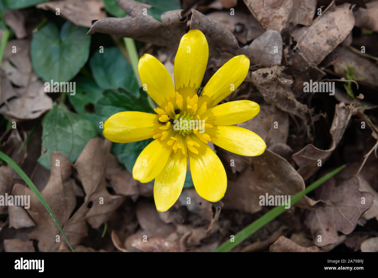 Lesser Celandine fiore in fiore in inverno Foto Stock