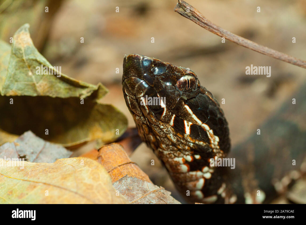 Cottonmouth #1 Foto Stock