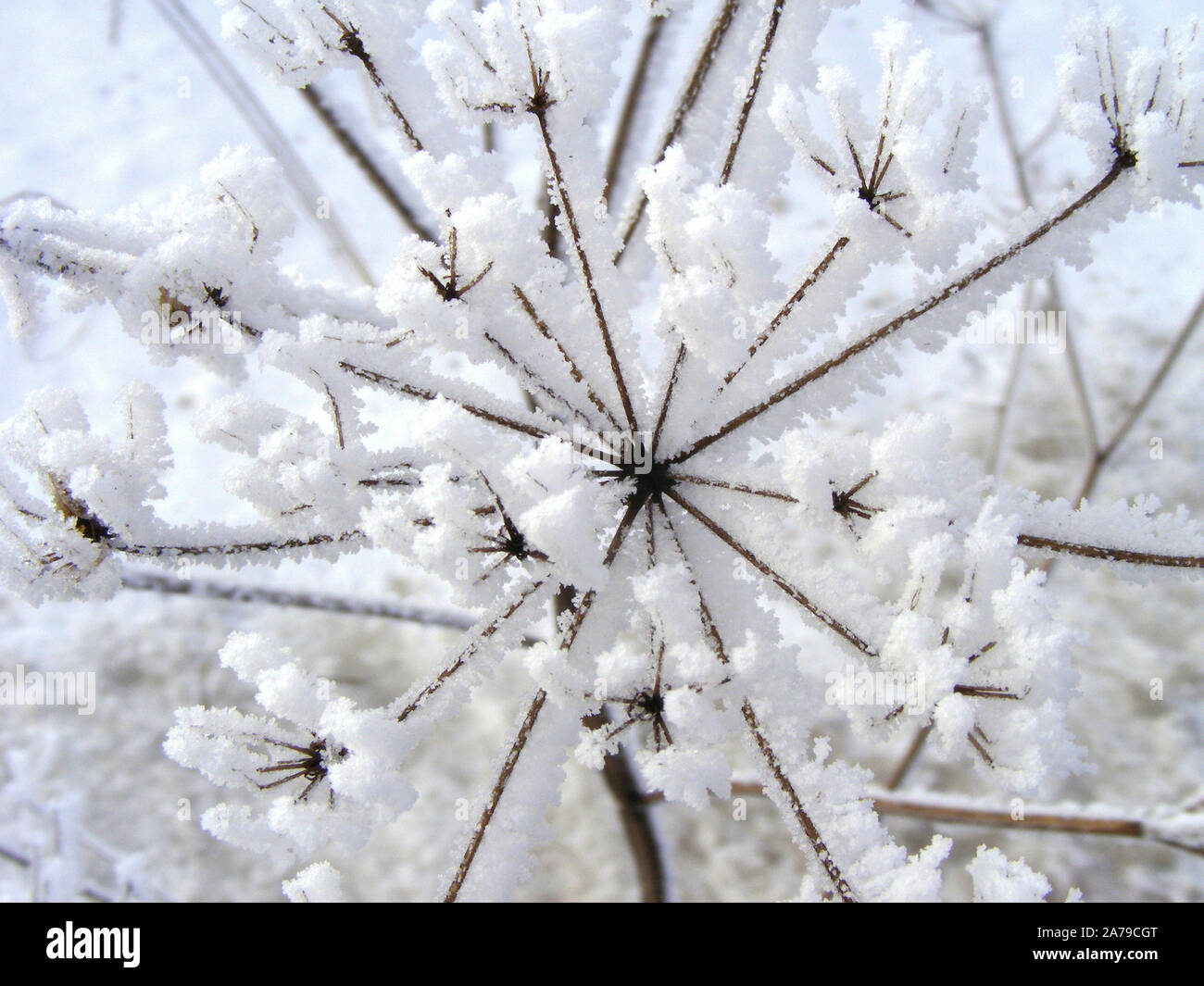 Erba selvatica con neve in close up. Paesaggio invernale con erbacce tessiturali geometria. Natura decorativa elementi nella scena rurale, vista astratta. Foto Stock