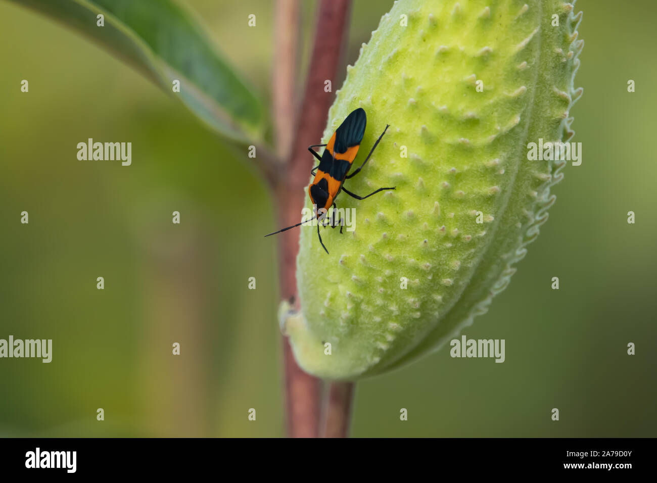 Grandi Milkweed Bug su Milkweed Pod in estate Foto Stock