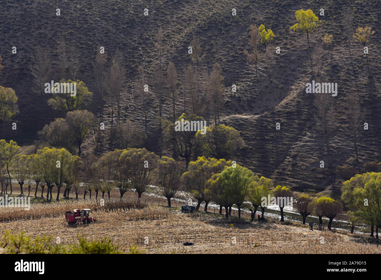 (191031) -- ORDOS, Ottobre 31, 2019 (Xinhua) -- un agricoltore aziona un harvester sulla banca del fiume Xarusgol in Ordos, nel nord della Cina di Mongolia Interna Regione Autonoma, Ottobre 30, 2019. Il fiume è un importante affluente del fiume giallo. (Foto di Bei egli/Xinhua) Foto Stock