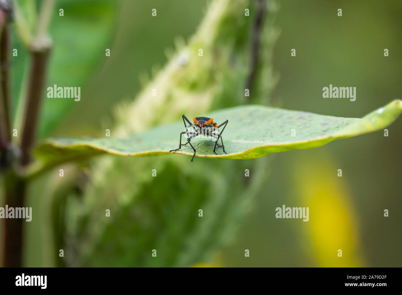 Grandi Milkweed Bug su Milkweed Pod in estate Foto Stock