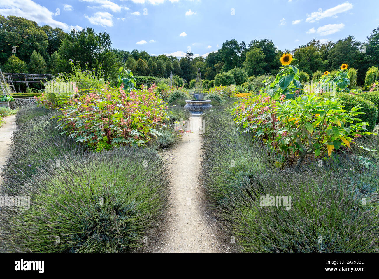 Francia, Loiret, Chilleurs aux Bois, Chateau de Chamerolles Parco e giardini, il Jardin del Rinascimento, atmosfera estiva piazza con la LAVANDA (Lavandula Foto Stock
