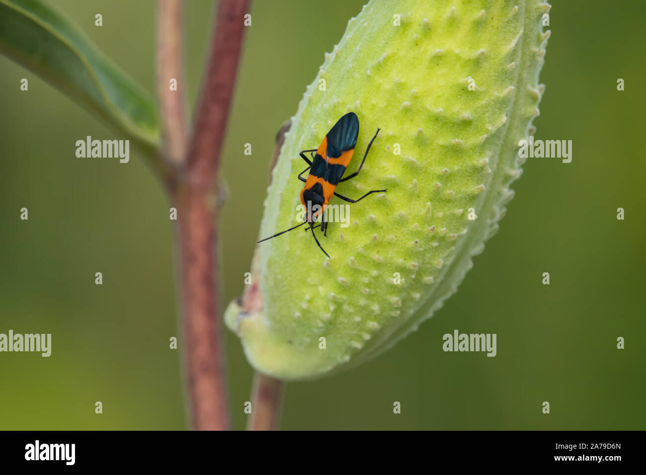Grandi Milkweed Bug su Milkweed Pod in estate Foto Stock