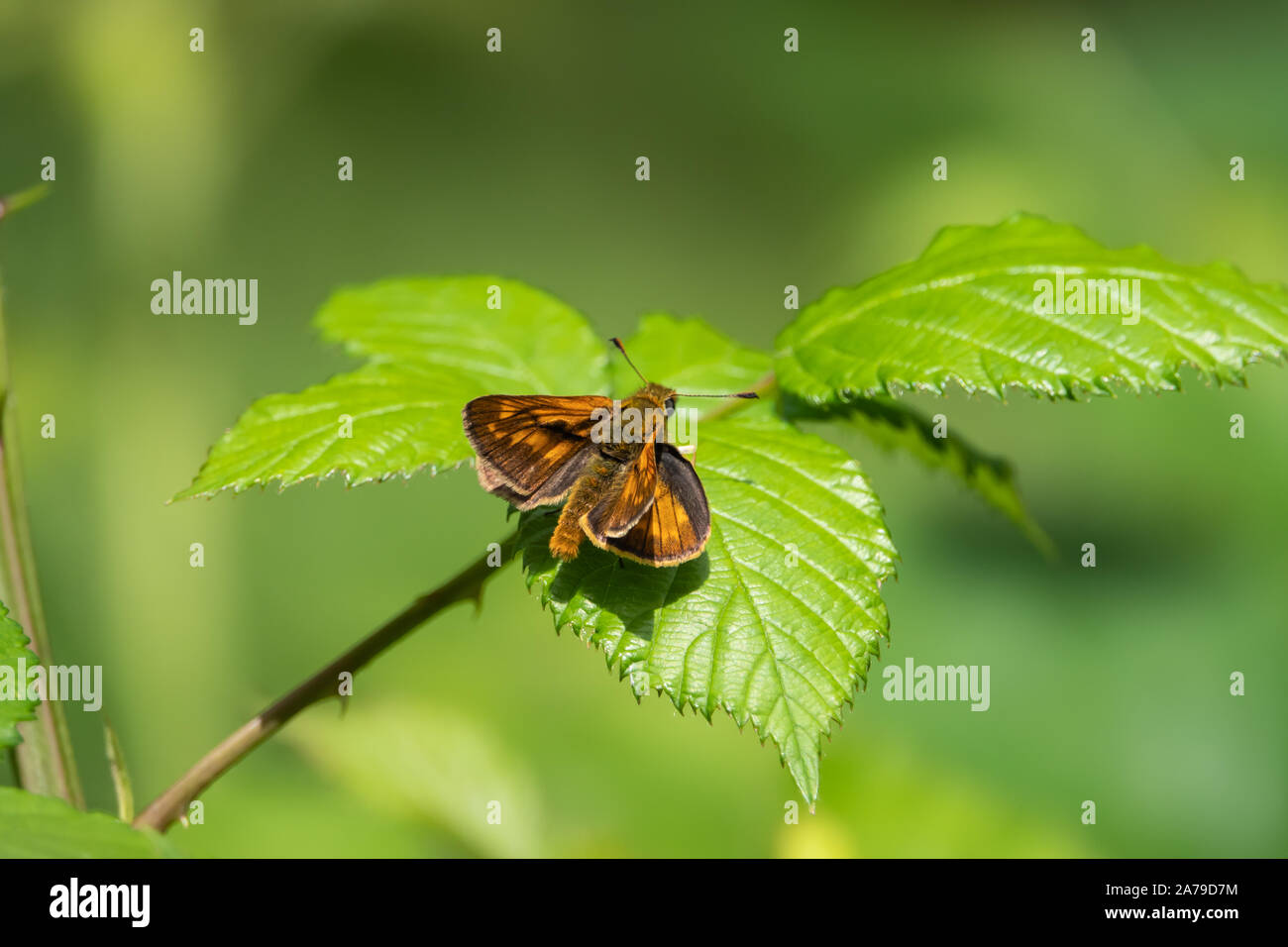 Skipper di grande farfalla sulla foglia di primavera Foto Stock
