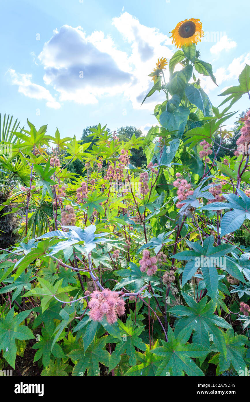 Francia, Loiret, Chilleurs aux Bois, Chateau de Chamerolles Parco e giardini, il Jardin del Rinascimento, atmosfera estiva quadrato con Castor bean (Ricin Foto Stock