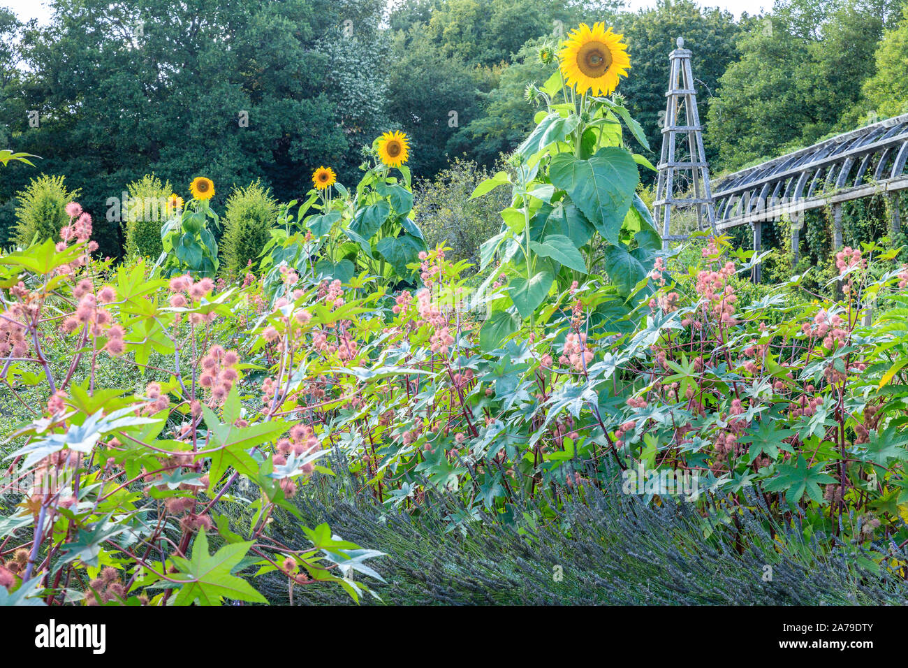 Francia, Loiret, Chilleurs aux Bois, Chateau de Chamerolles Parco e giardini, il Jardin del Rinascimento, atmosfera estiva piazza con la lavanda (Lavandul Foto Stock