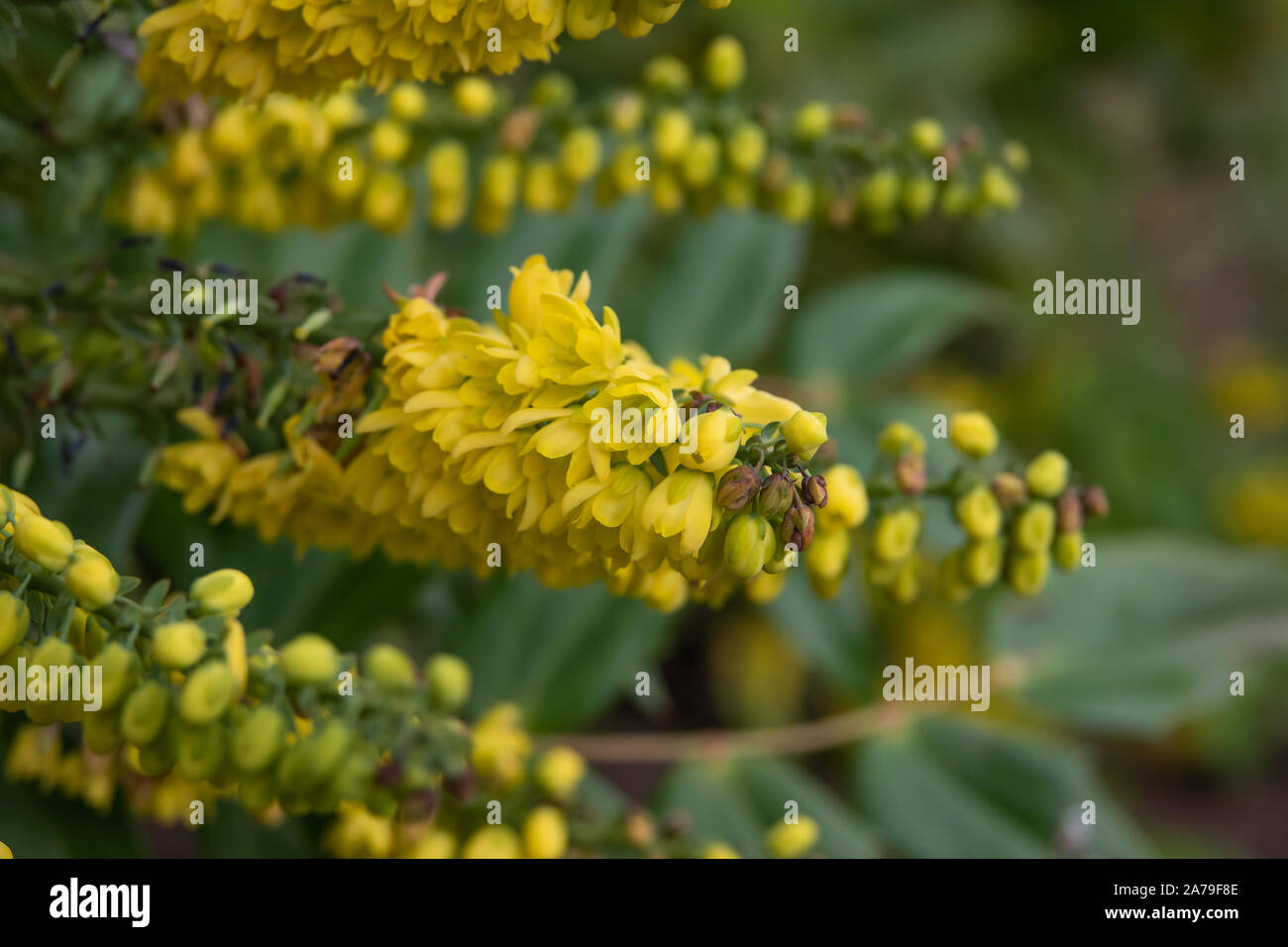 Mahonia Leatherleaf fiori che sbocciano in inverno Foto Stock