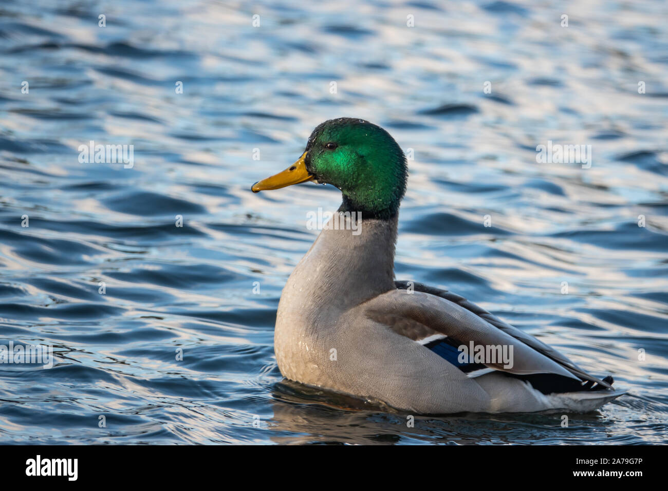 Maschio di Mallard Duck in autunno Foto Stock