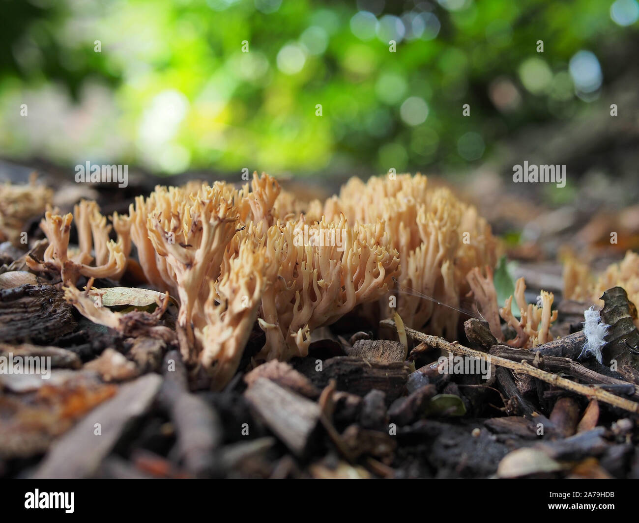 Eright Coral Fungus, Ramaria stricta, coltivando in bosco, autunno, Regno Unito Foto Stock