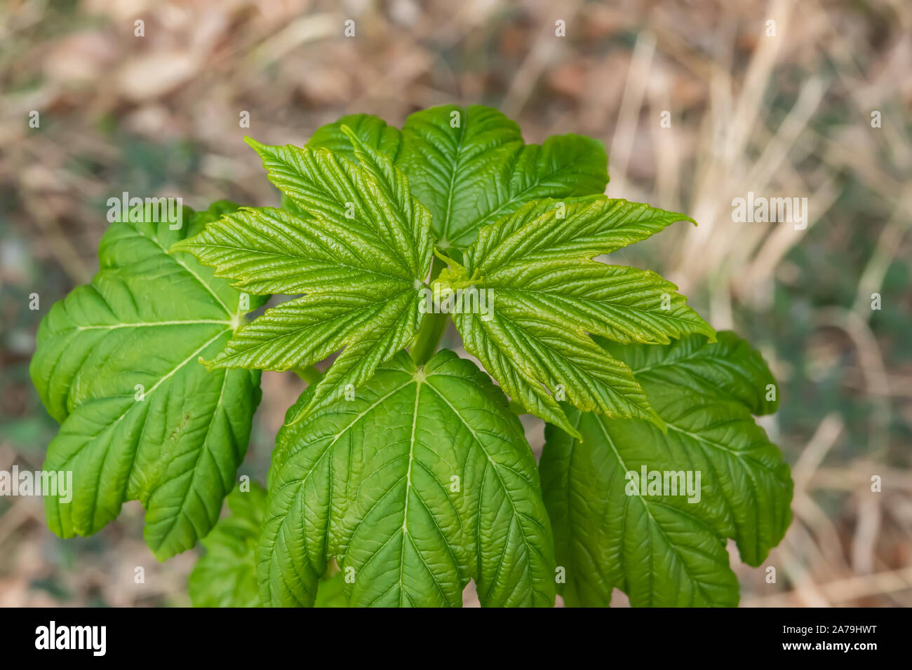 Foglie di acero germinazione in primavera Foto Stock