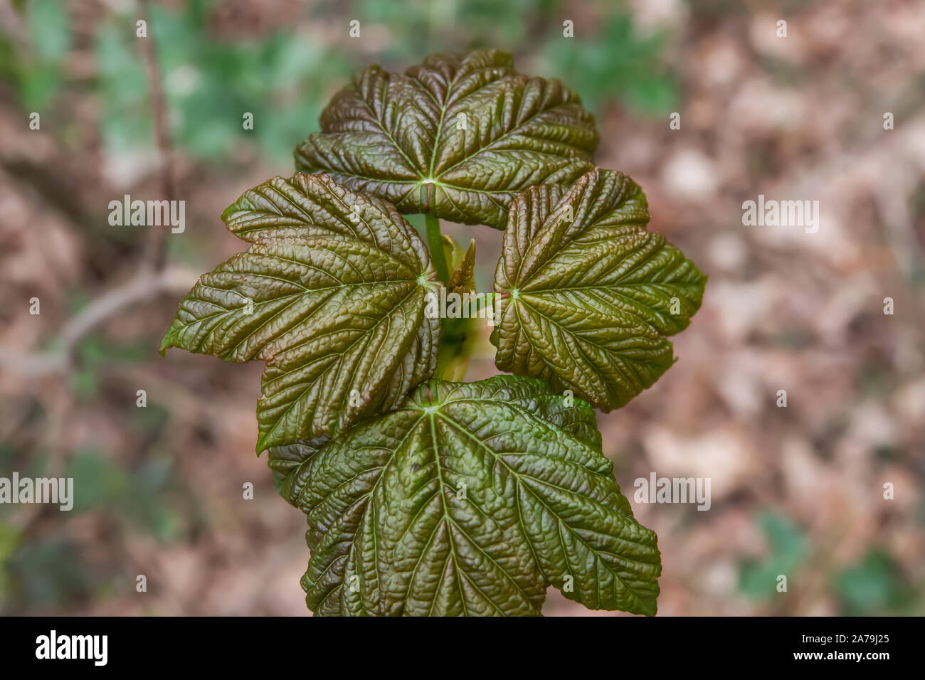 Foglie di acero germinazione in primavera Foto Stock