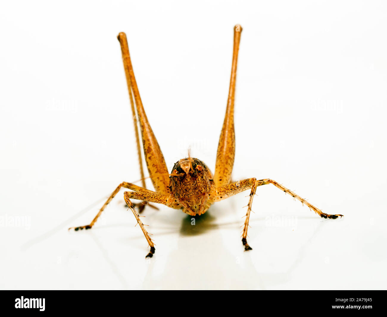 Dark bush cricket (Pholidoptera griseoaptera) Foto Stock