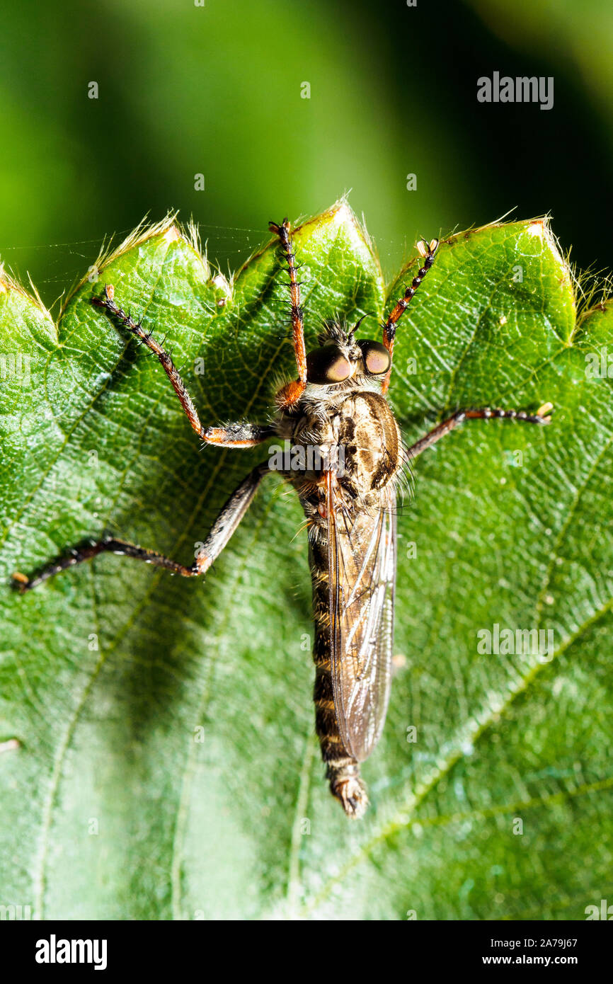 Machimus rusticus robber fly Foto Stock